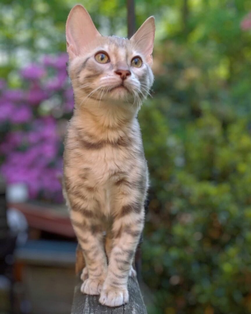 Blue Toyger Cat Facts, Traits, & More (With Pictures)