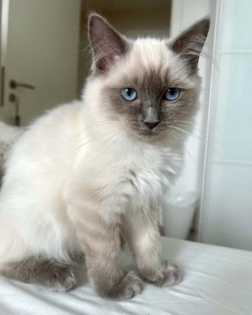 Blue Point Ragdoll Cat Info, Facts, Traits & More (With Pictures)