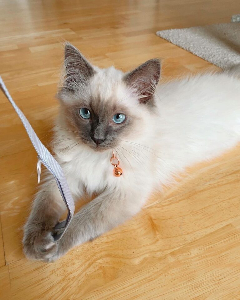 Blue Point Ragdoll Cat: Info, Facts, Traits & More (With Pictures)