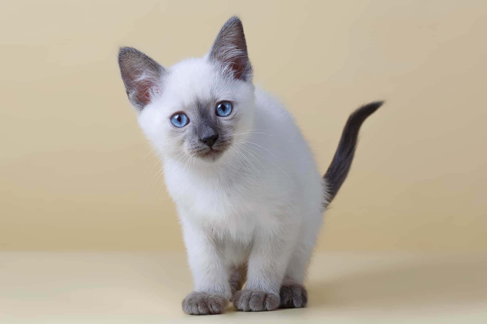 Blue Point Siamese Cat Facts, Traits & More (With Pictures)