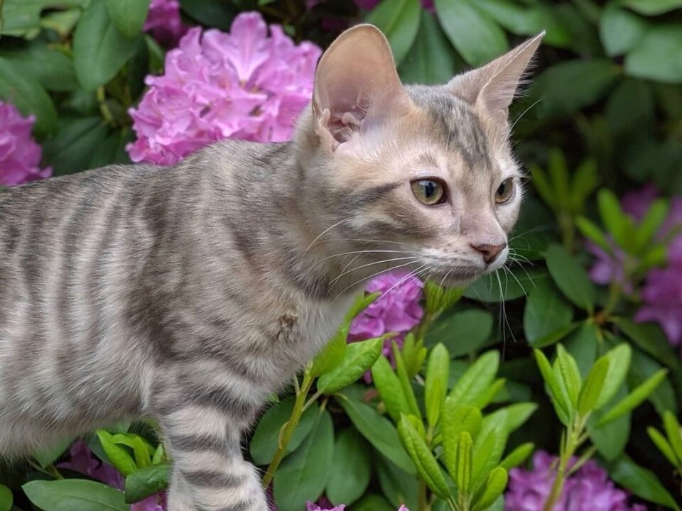 Blue Toyger Cat Facts, Traits, & More (With Pictures)