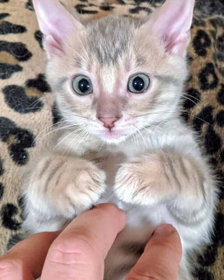 Blue Toyger Cat Facts, Traits, & More (With Pictures)