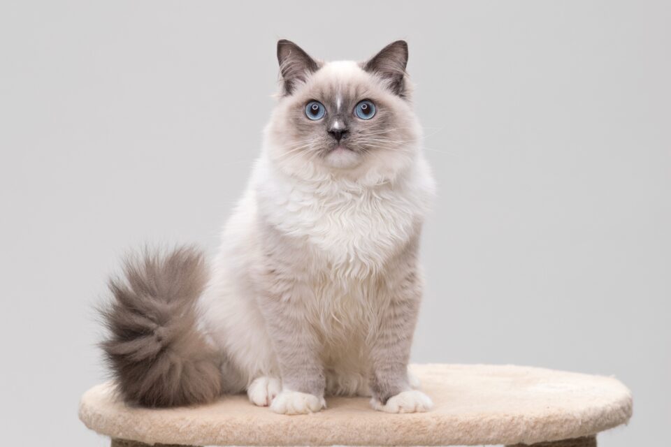 Grey Ragdoll Cat Facts, Traits, & More (With Pictures)