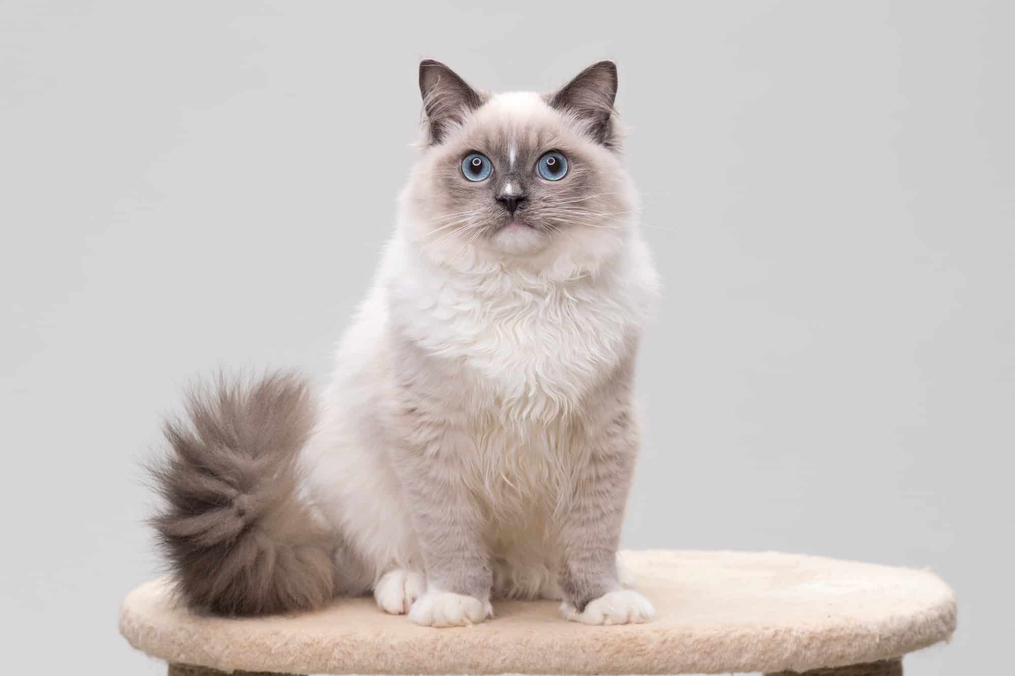 Grey Ragdoll Cat Facts, Traits, & More (With Pictures)
