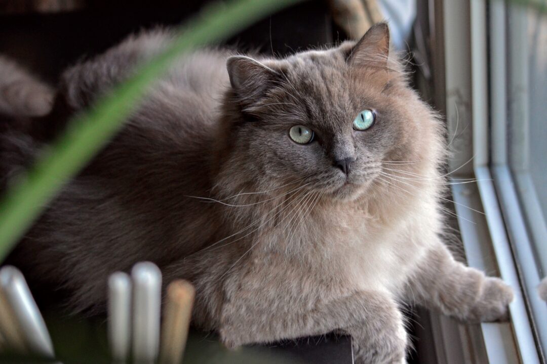 Grey Ragdoll Cat Facts, Traits, & More (With Pictures)