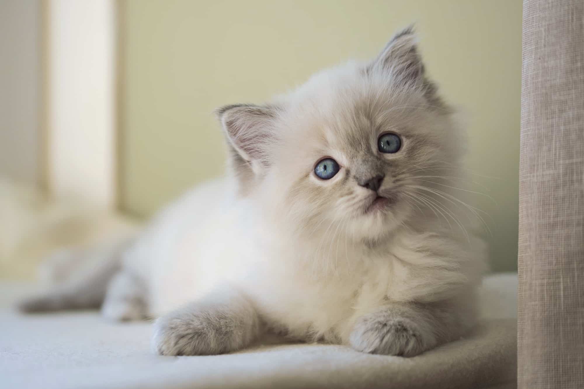 Grey Ragdoll Cat Facts, Traits, & More (With Pictures)