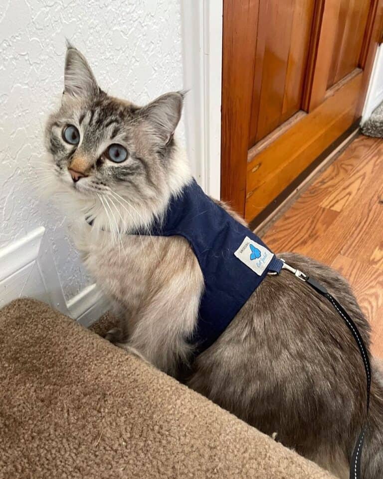Lynx Point Ragdoll Cat Info, Facts, Traits & More (With Pictures)