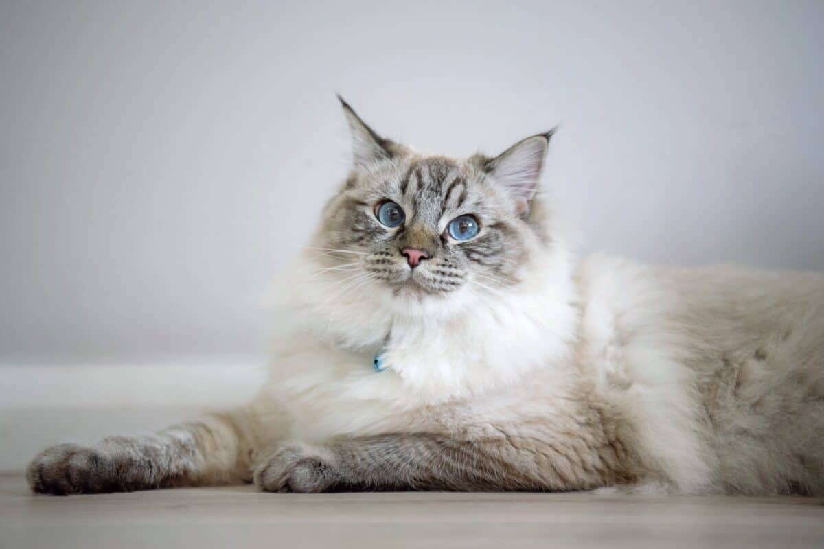 Lynx point Ragdoll cat with blue eyes