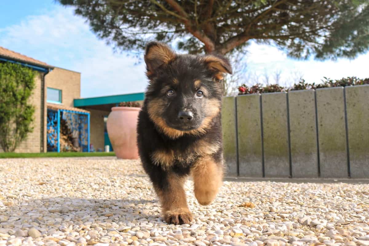 10 weeks old baby German Shepherd