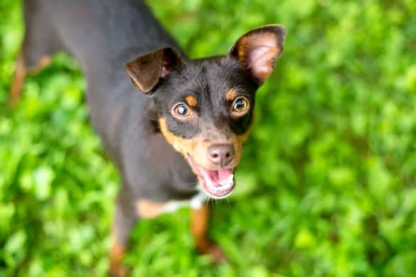 Chipin (Chihuahua & Miniature Pinscher Mix) Info, Pictures, Facts & More