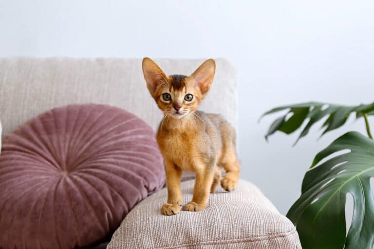 How Much Does an Abyssinian Cat Cost? (2024 Price Guide)