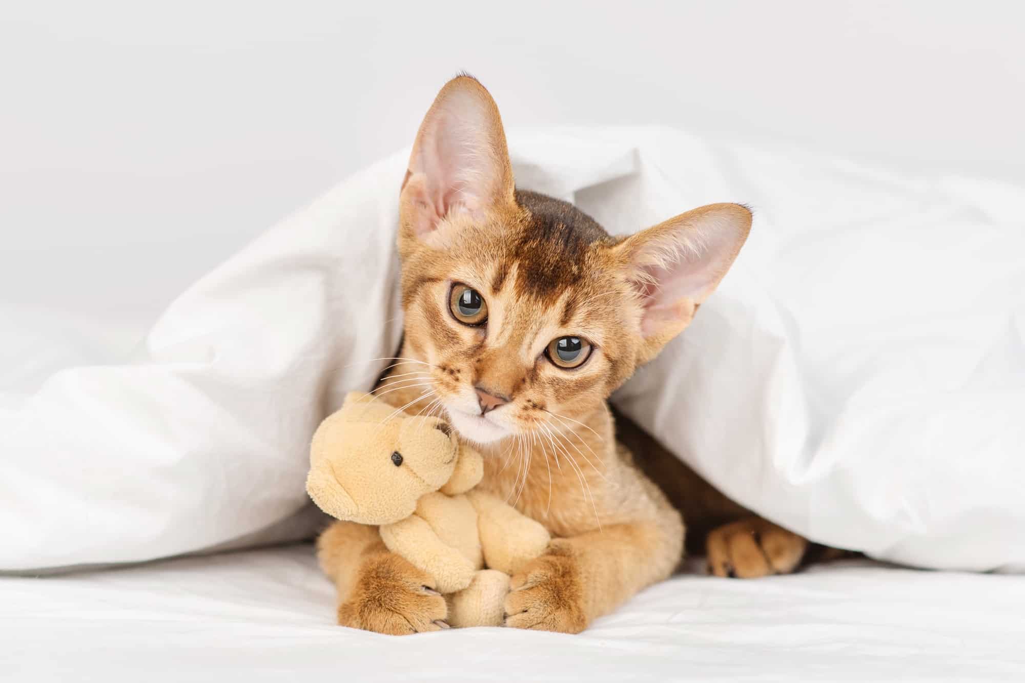 How Much Does an Abyssinian Cat Cost? (2024 Price Guide)