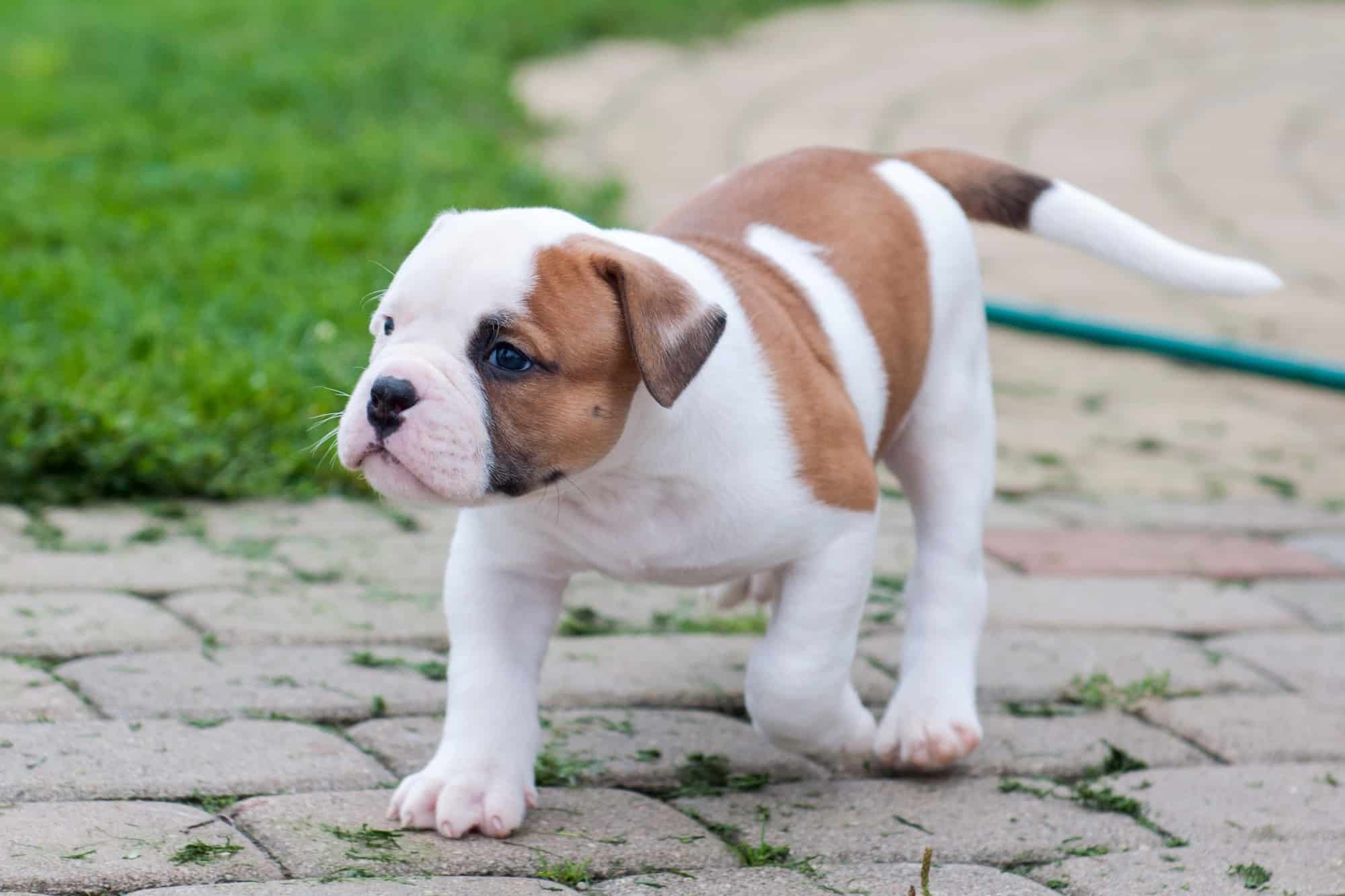 How Much Does an American Bulldog Cost? (2024 Price Guide)