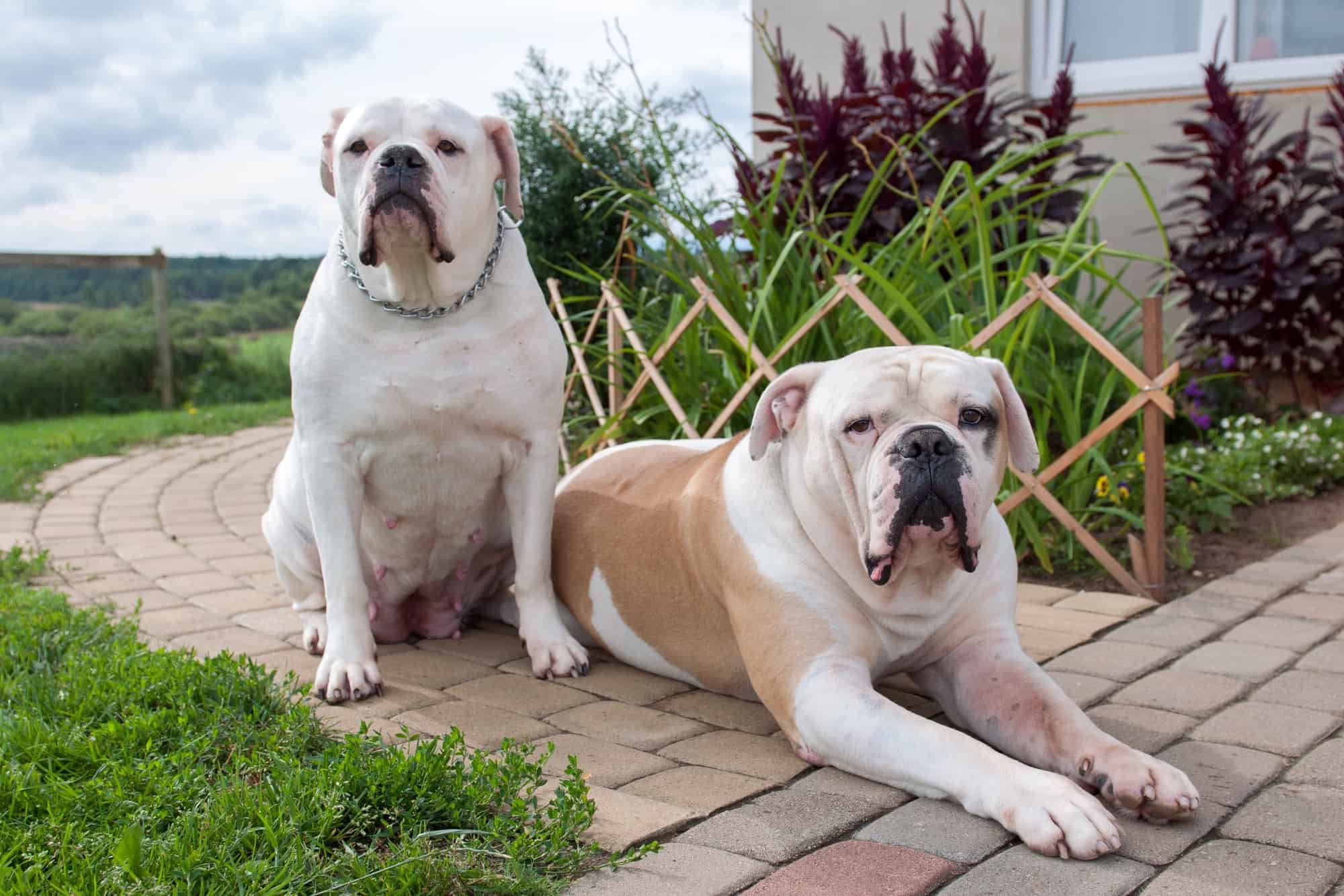 How Much Does an American Bulldog Cost? (2024 Price Guide)