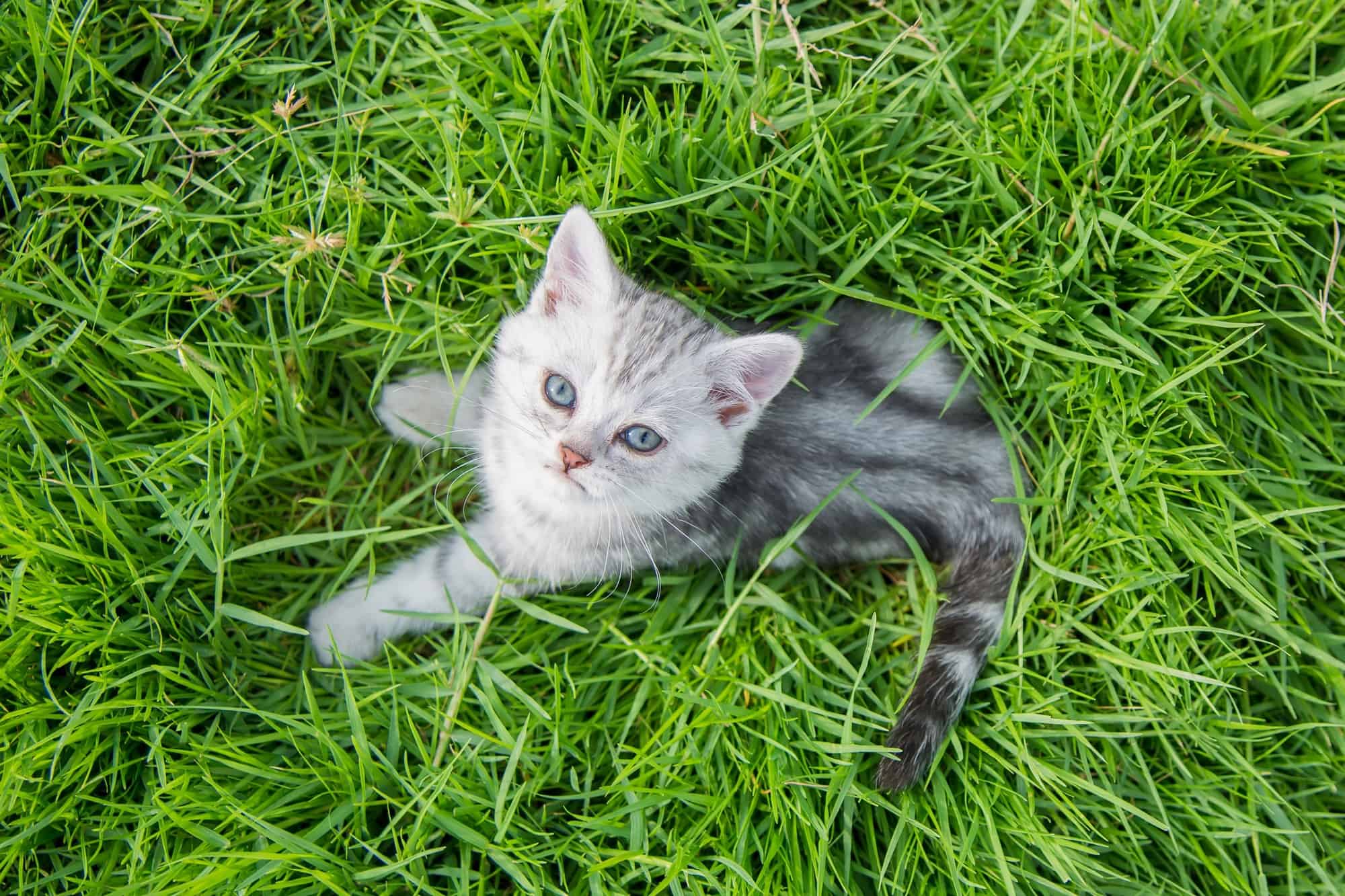 How Much Does an American Shorthair Cost? (2024 Price Guide)