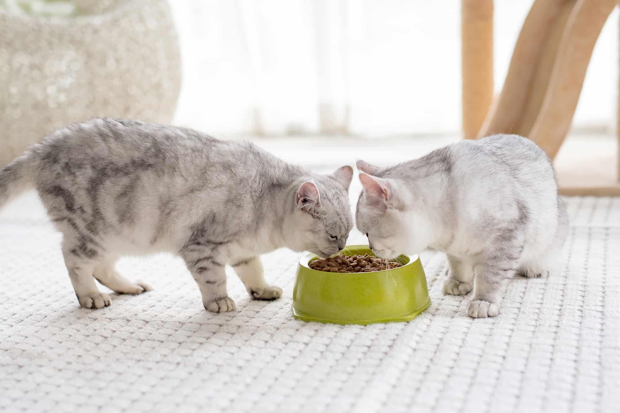 How Much Does an American Shorthair Cost? (2024 Price Guide)