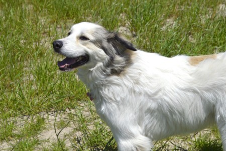Anatolian Shepherd Great Pyrenees Mix: Info, Pictures, Facts, FAQs & More