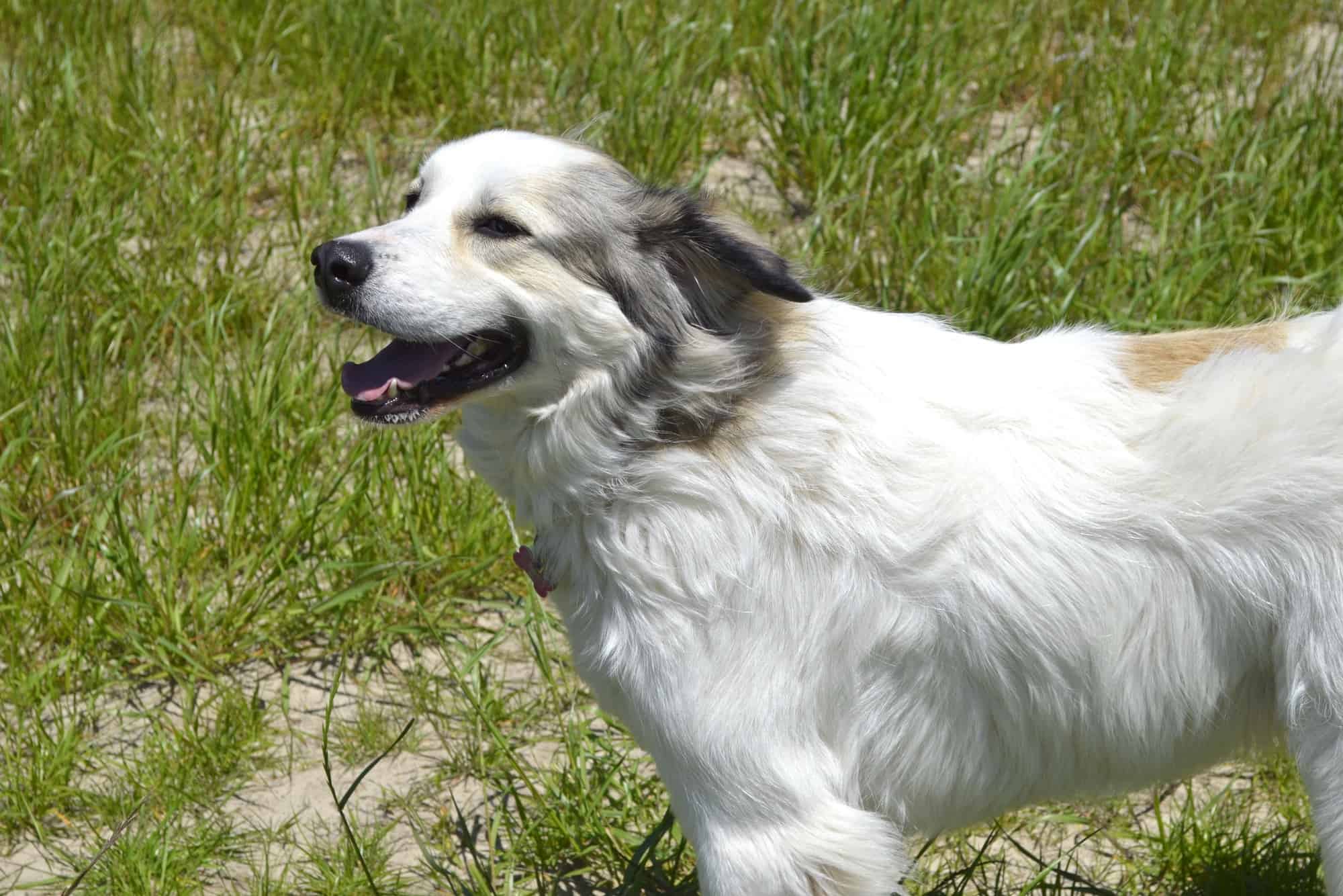 are anatolian shepherd dog hypoallergenic