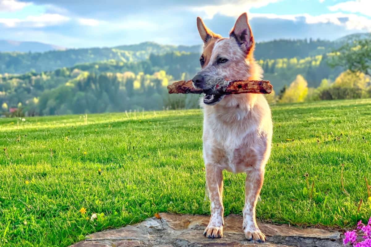 Ausky Australian Cattle Dog Husky Mix