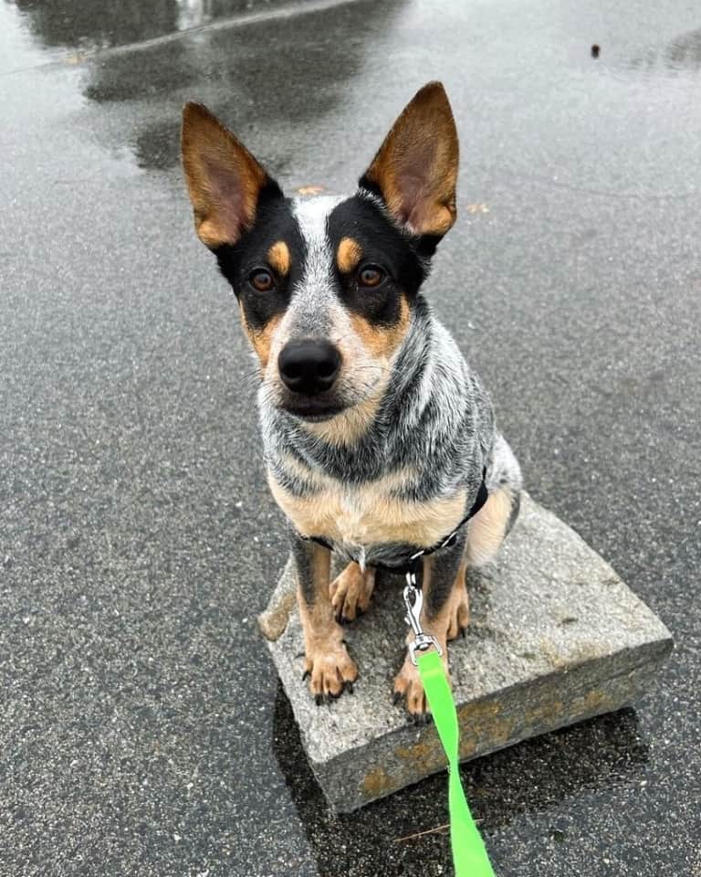 Ausky (Australian Cattle Dog & Husky Mix) Info, Pictures, Facts, FAQs & More