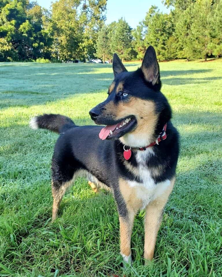 Ausky (Australian Cattle Dog & Husky Mix) Info, Pictures, Facts, FAQs