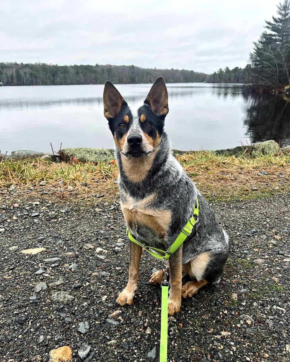 Ausky (Australian Cattle Dog & Husky Mix) Info, Pictures, Facts, FAQs