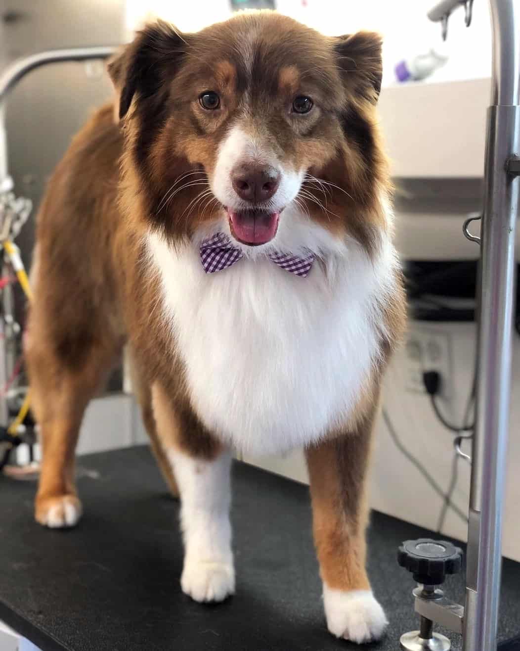 Australian Shepherd Grooming An Ultimate Guide With FAQs 