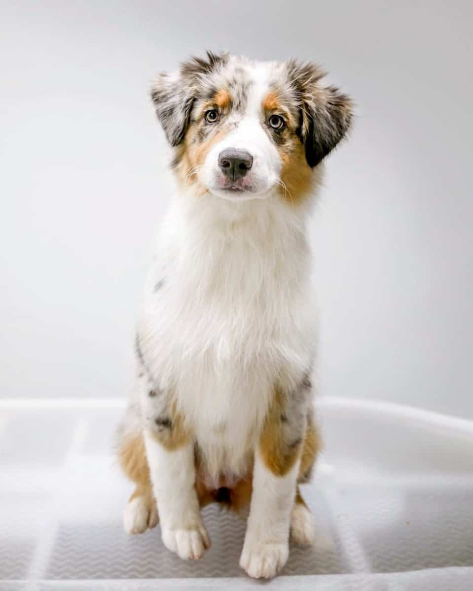 Australian Shepherd Grooming An Ultimate Guide With FAQs 
