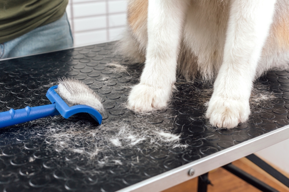 Can You Shave Your Australian Shepherd? The Truth Revealed!