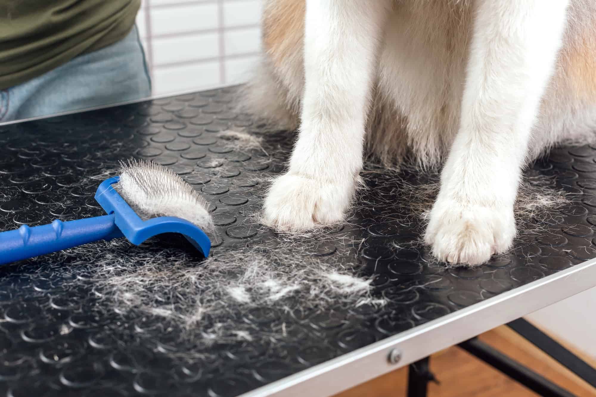 Can You Shave Your Australian Shepherd? The Truth Revealed!