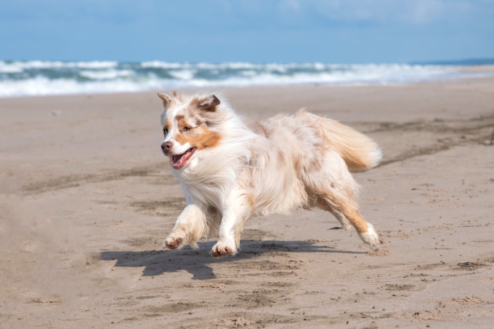 Can You Shave Your Australian Shepherd? The Truth Revealed!
