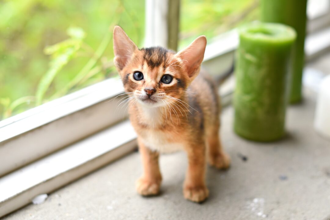 How Much Does an Abyssinian Cat Cost? (2024 Price Guide)