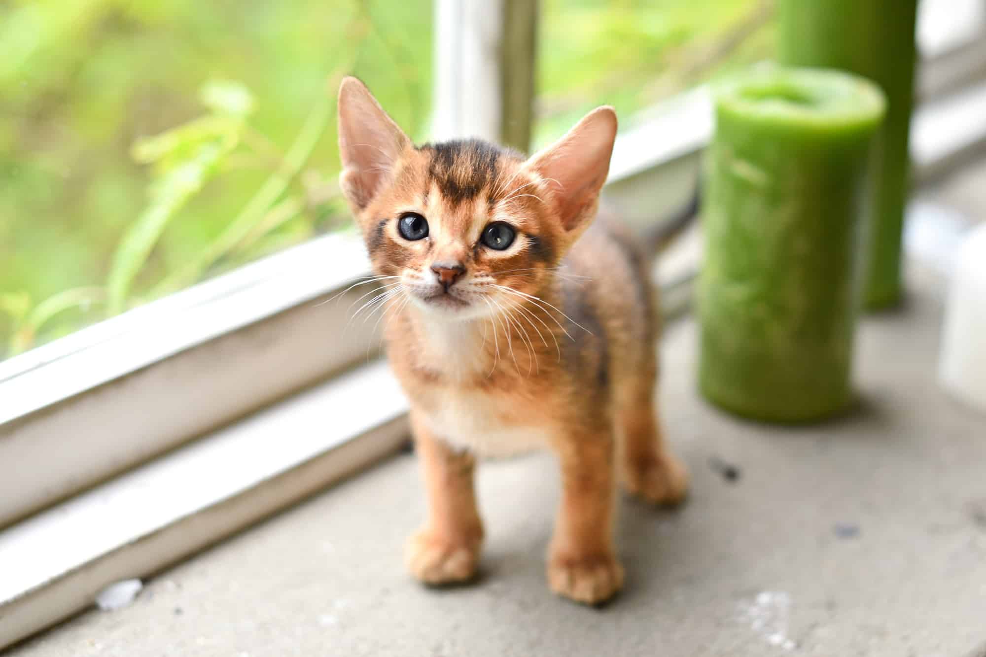 How Much Does an Abyssinian Cat Cost? (2024 Price Guide)