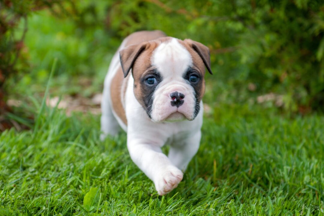How Much Does an American Bulldog Cost? (2024 Price Guide)