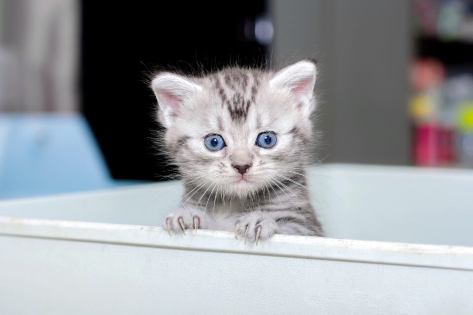 How Much Does an American Shorthair Cost? (2024 Price Guide)