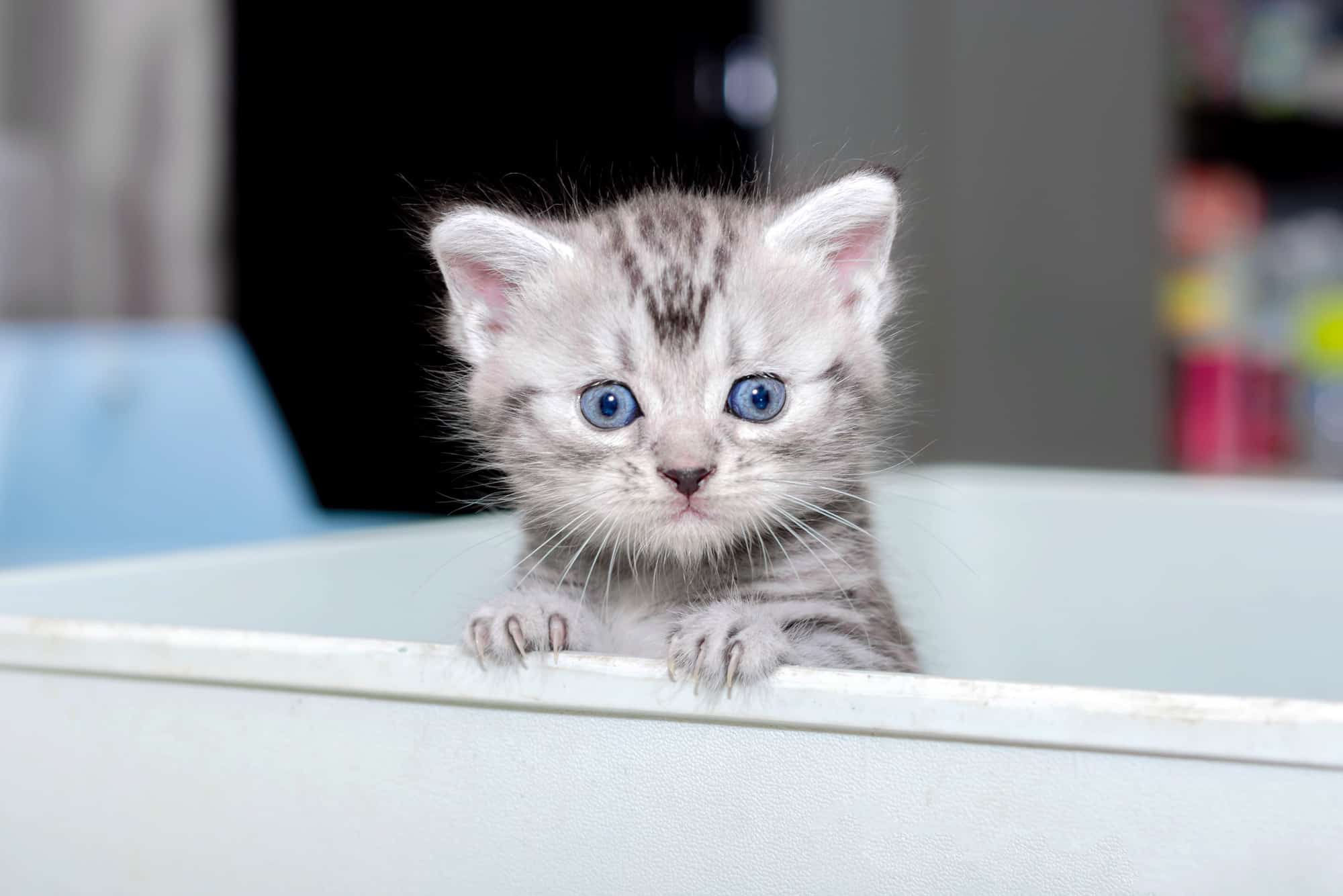 How Much Does an American Shorthair Cost? (2024 Price Guide)