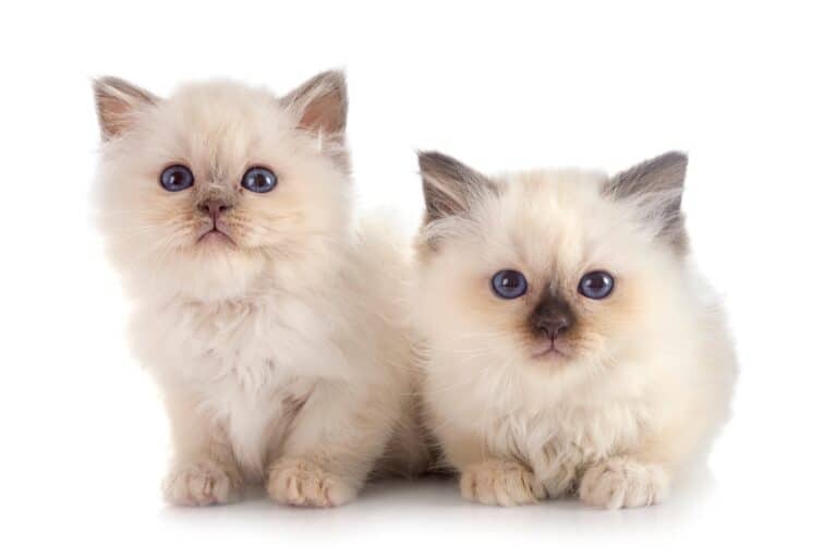 How Much Does a Birman Cat Cost? (2024 Price Guide)