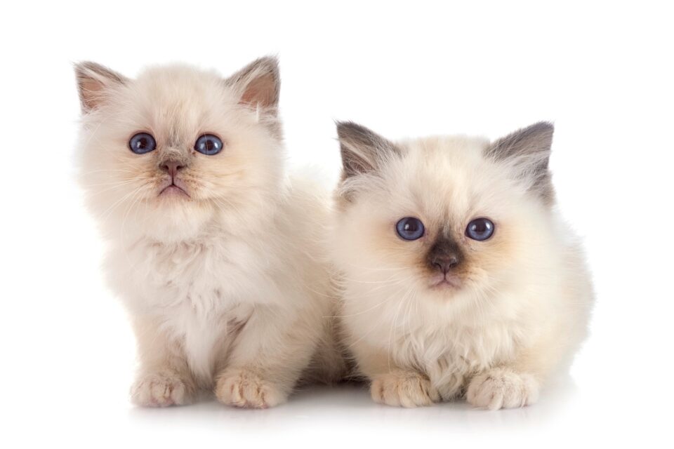 How Much Does a Birman Cat Cost? (2024 Price Guide)
