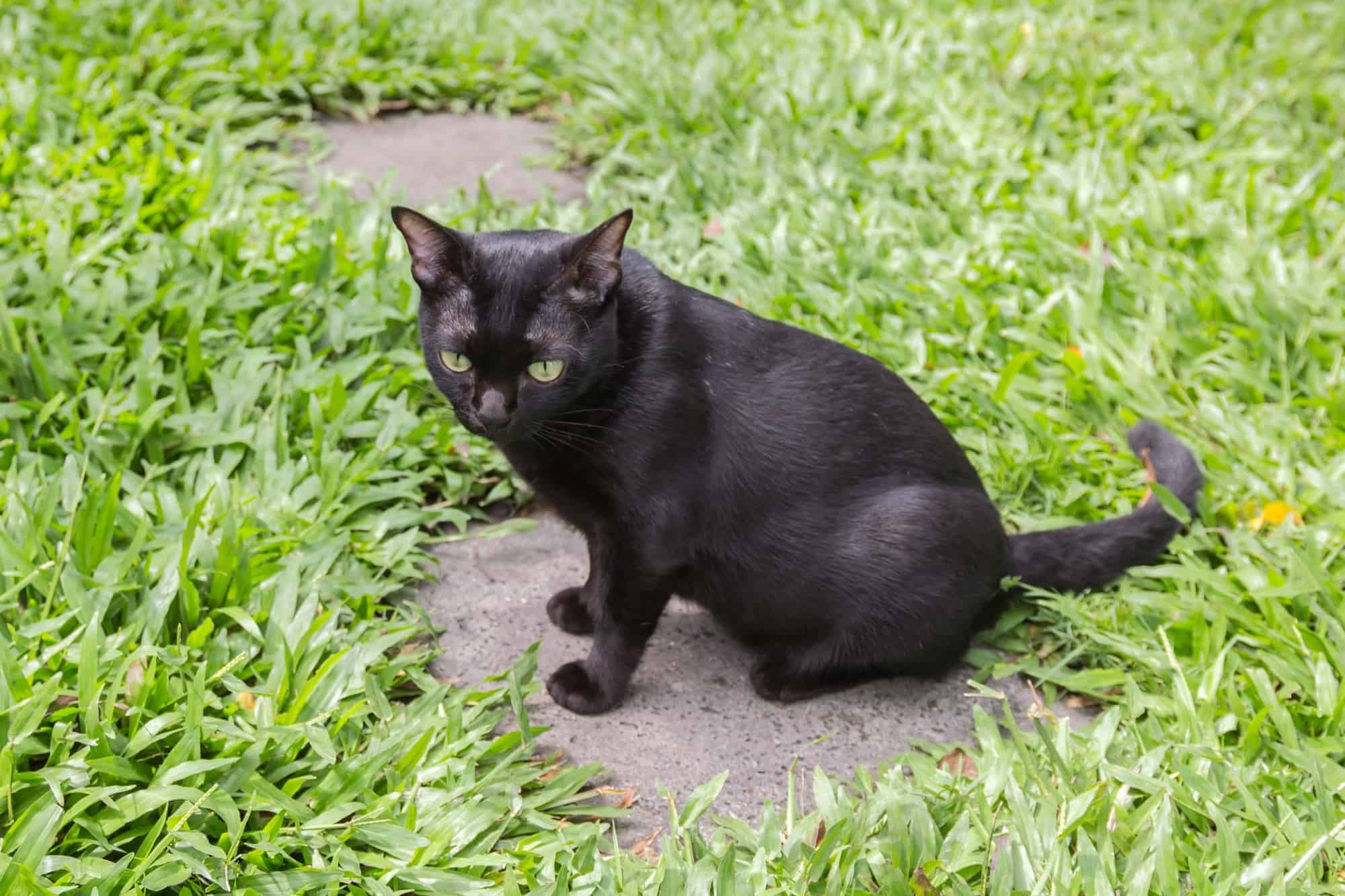 How Much Does a Bombay Cat Cost? (2024 Price Guide)