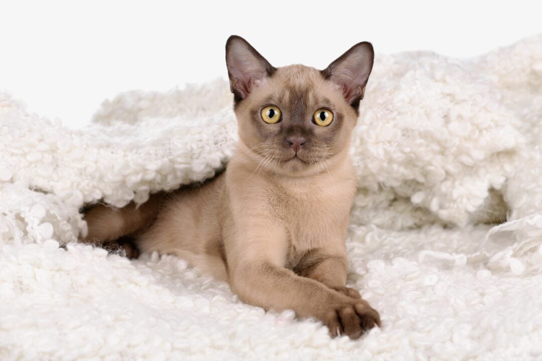 how-much-does-burmese-cat-cost-2024-price-guide