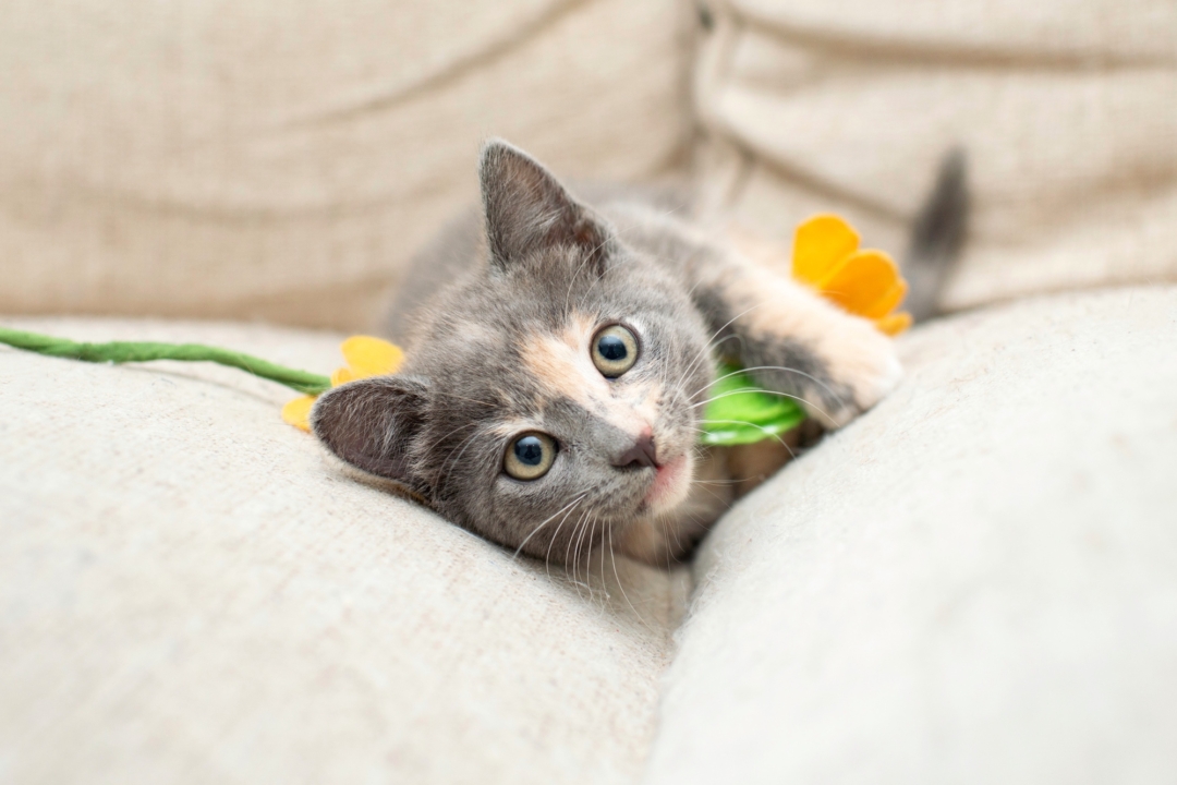 How Much Does a Calico Cat Cost? (2024 Price Guide)