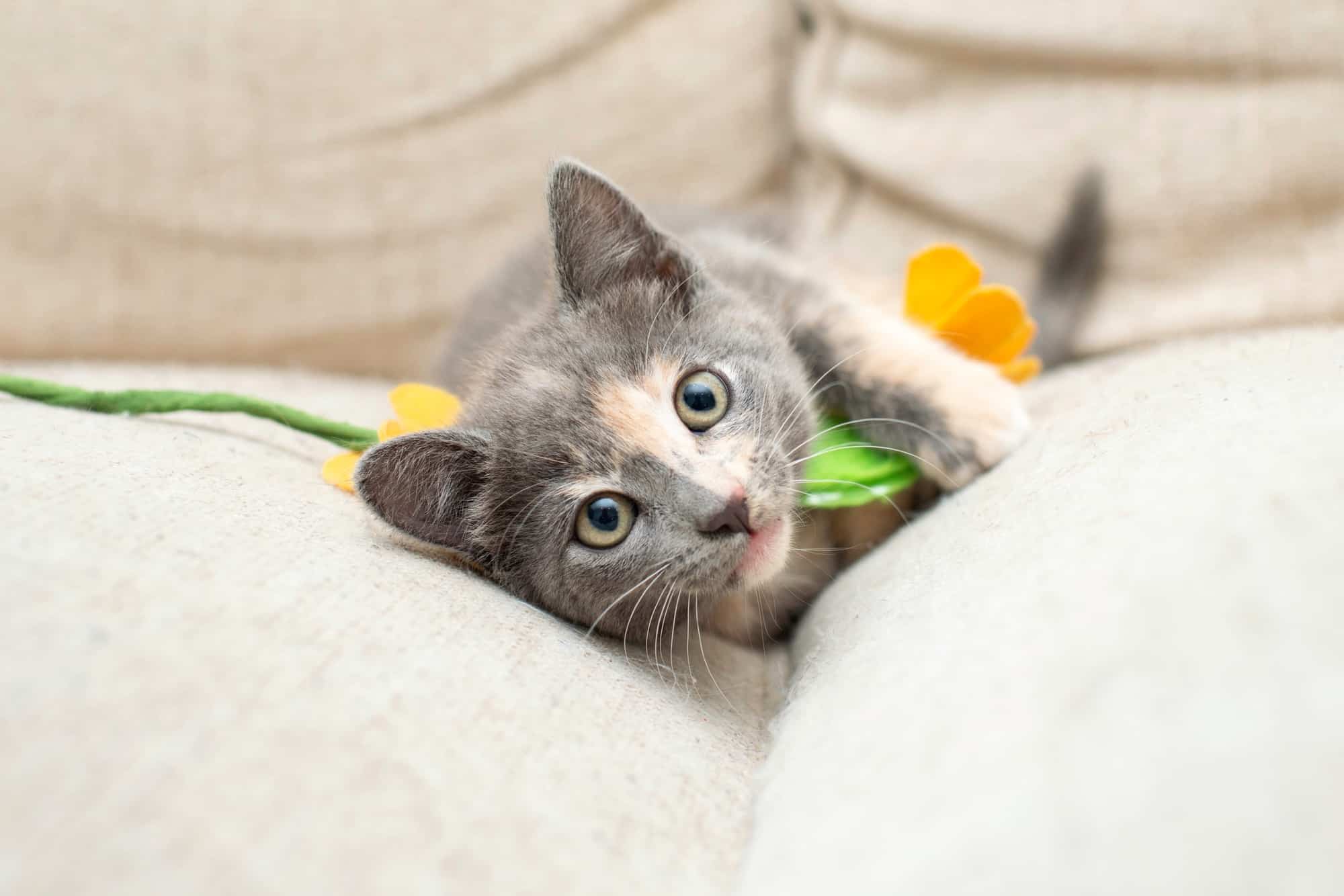 How Much Does a Calico Cat Cost? (2024 Price Guide)