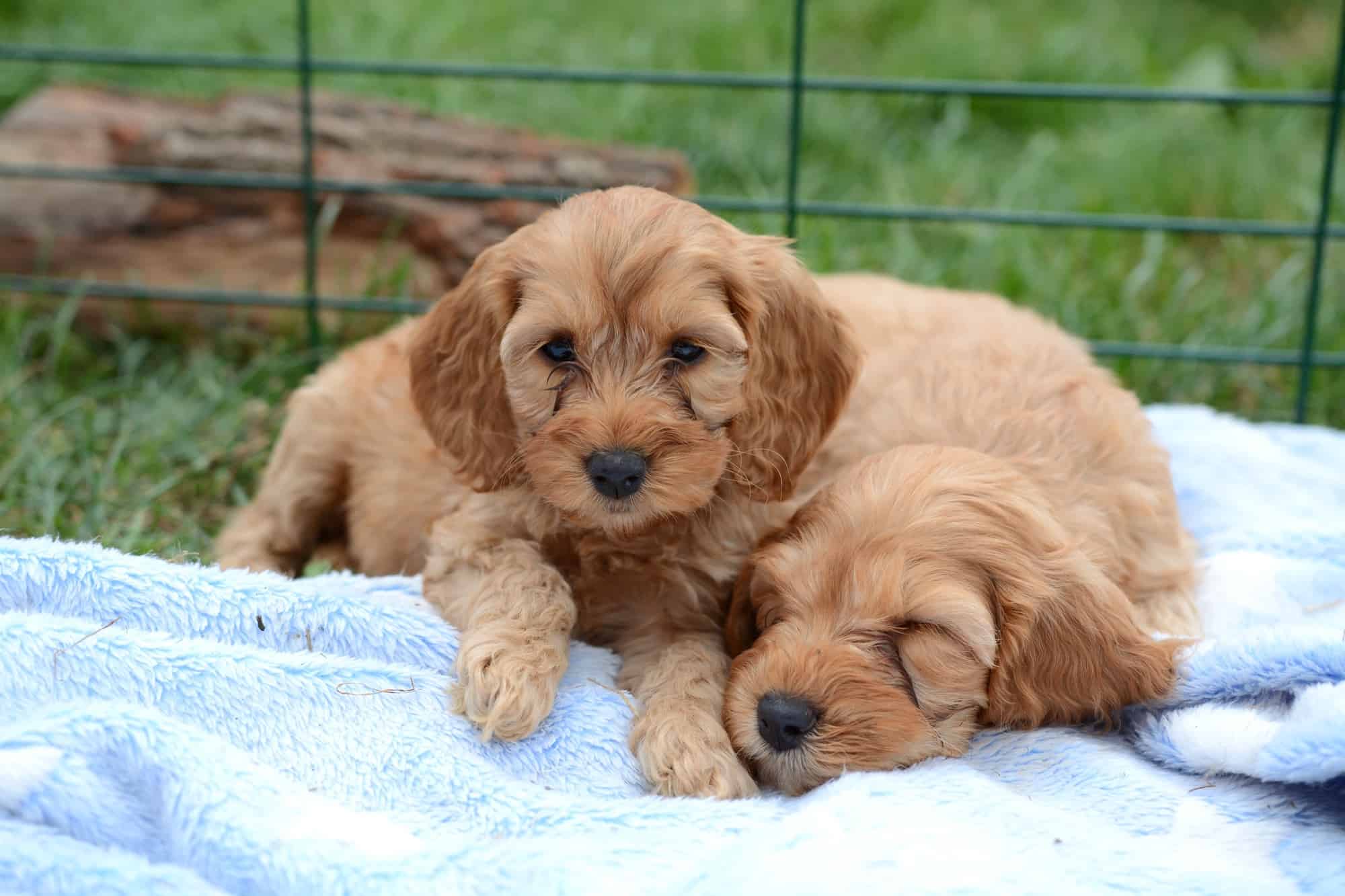 How Much Does a Cockapoo Cost? (2024 Price Guide)