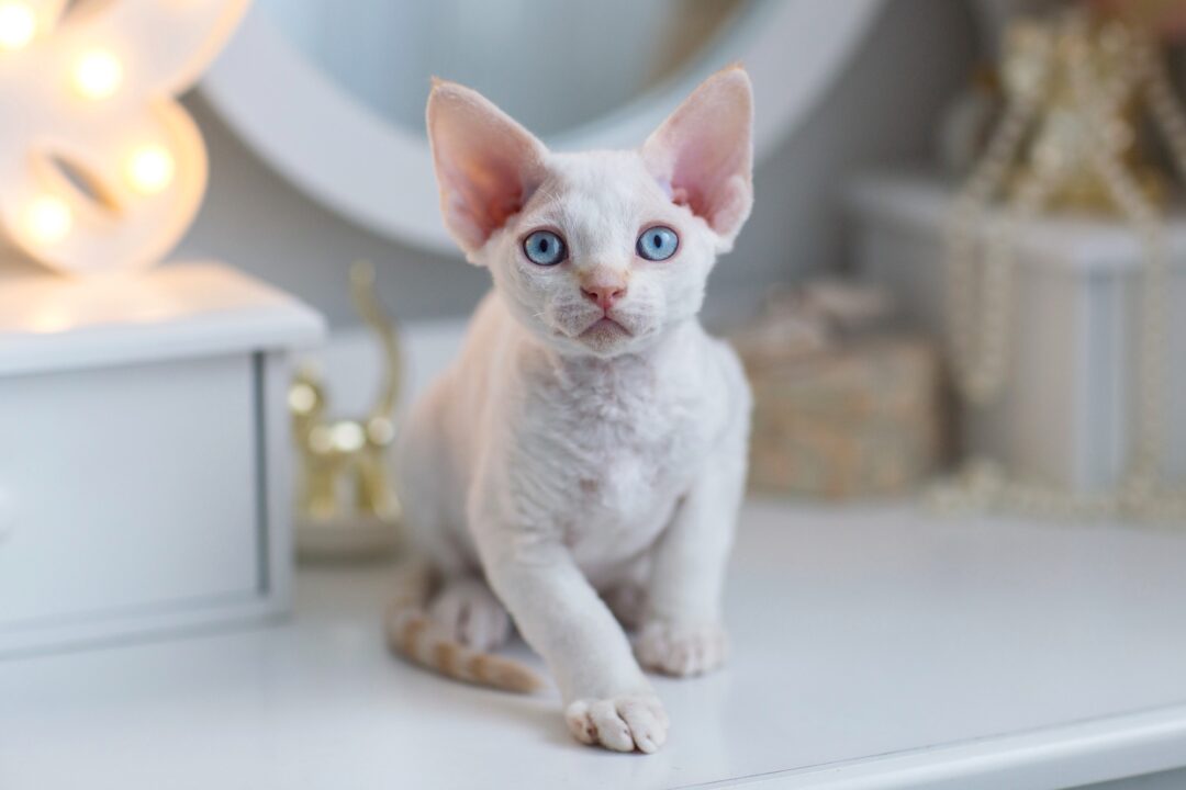 How Much Does a Devon Rex Cost? (2024 Price Guide)