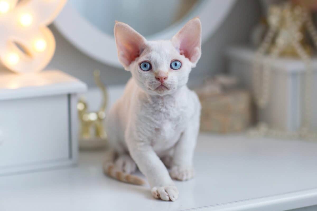 Average cost of Devon Rex kitten