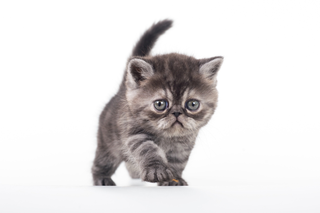 How Much Does an Exotic Shorthair Cost? (2024 Price Guide)