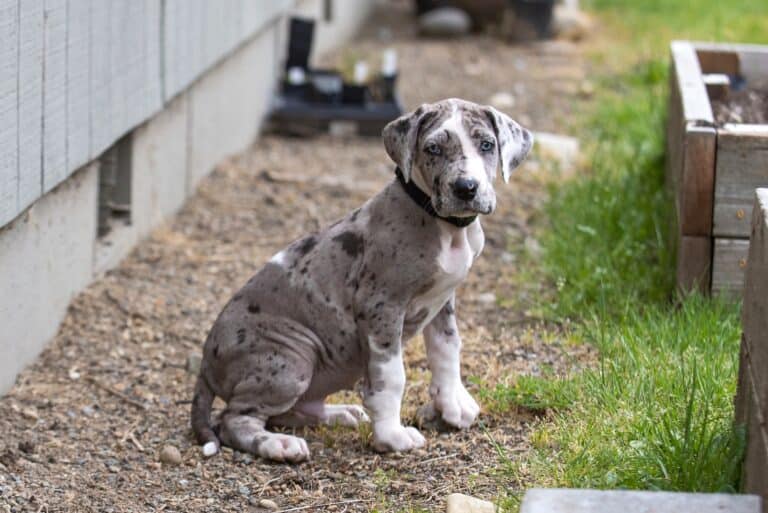 How Much Does a Great Dane Cost? (2024 Price Guide)