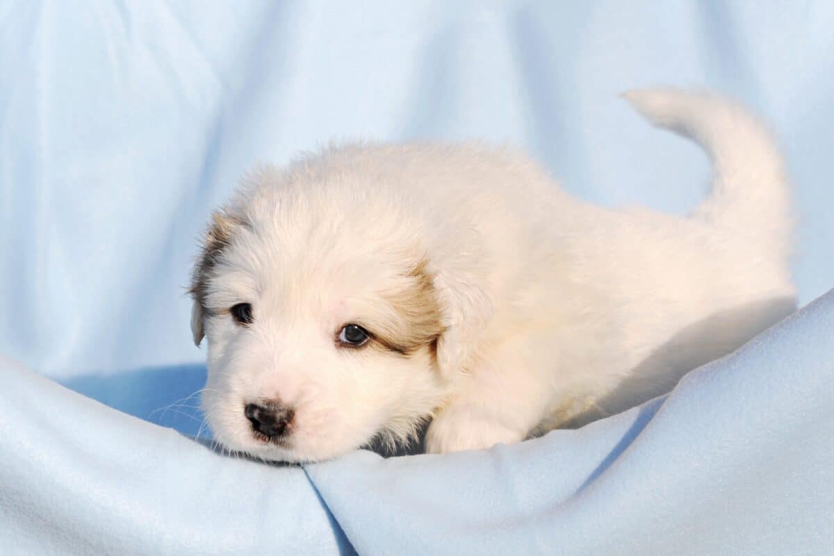 Average cost of Great Pyrenees puppy