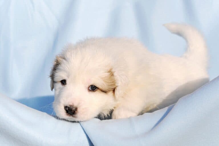 How Much Does a Great Pyrenees Cost? (2024 Price Guide)