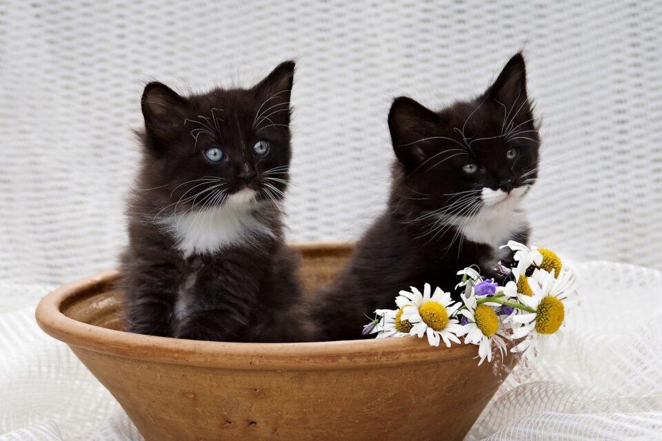 How Much Does a Norwegian Forest Cat Cost? (2024 Guide)